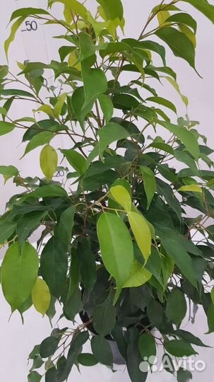 Фикус Бенджамина Экзотика