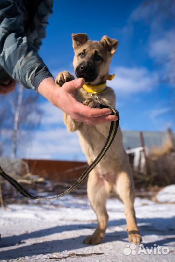 Щенки метисы в добрые руки