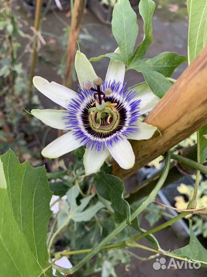 Пассифлора сьедобная(маракуйя и гранадила)