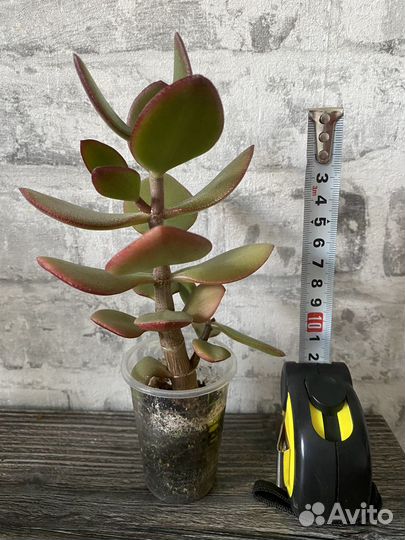 Толстянка Денежное дерево