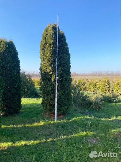 Туя Колумна