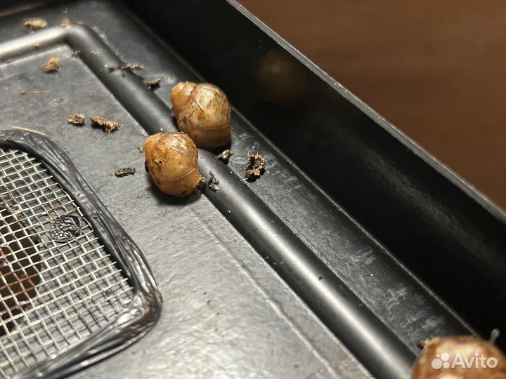 Улитки ахатины