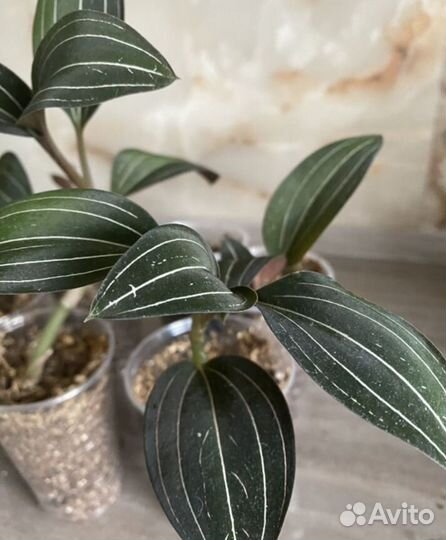 Орхидея лудизия