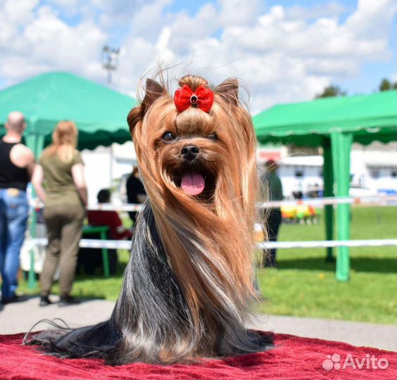 Приглашаем на вязку