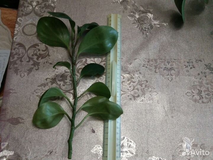 Пеперомия вариегатная
