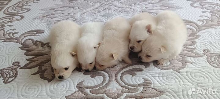 Щенки лапочки