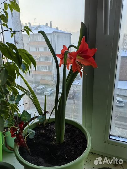 Гиппеаструм, цветок комнатный