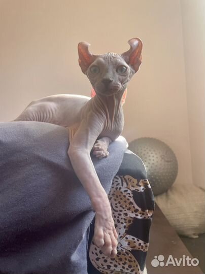 Котенок эльф