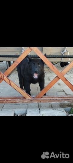 Супер щеночки