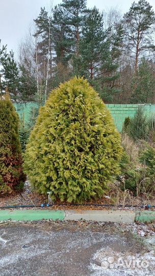 Хвойные растения