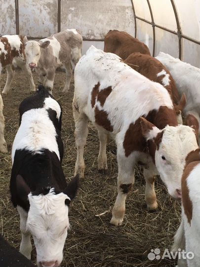 Бычки сименталы