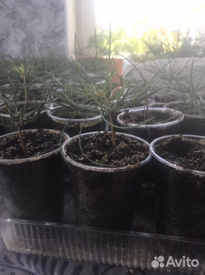Саженцы кедр корейский дальневосточный