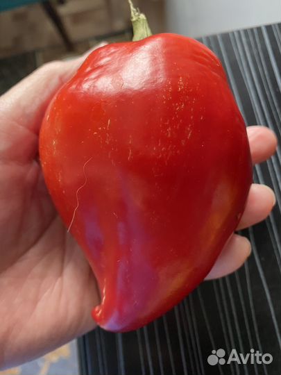 Рассада томатов перцев и баклажан