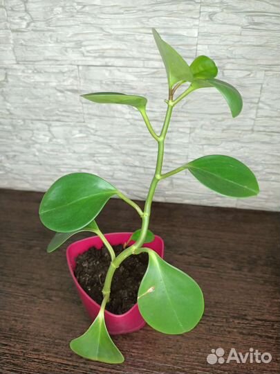 Пеперомия туполистная