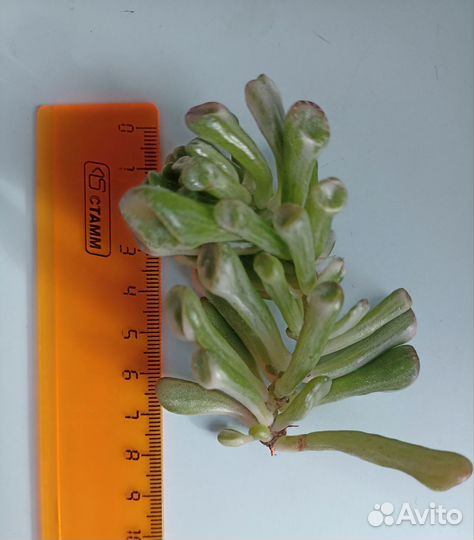 Крассула Return of Beauty