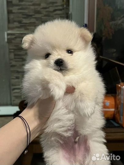 Щпиц щенок мальчик