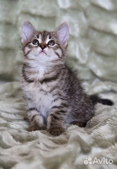 Тесса найдет ключик к вашему сердцу