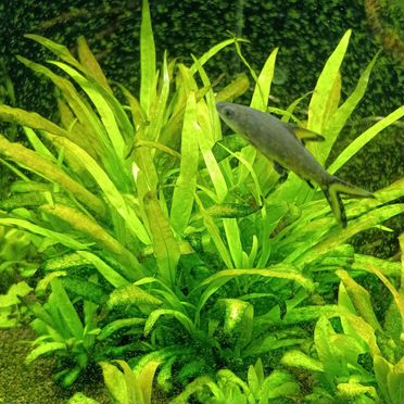 Валиснерия спиральная, роголистник и лимонник