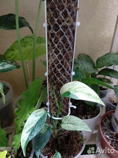 Опора для растений, тотем