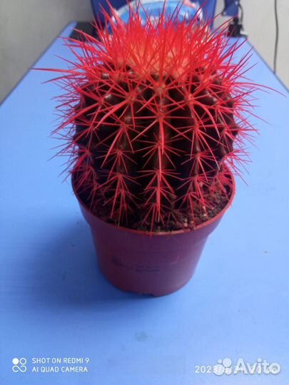 Разноцветные Кактусы