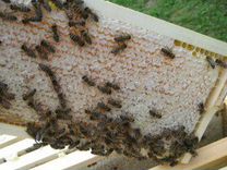 Пчелопакеты Карника 2023 Зимовалые
