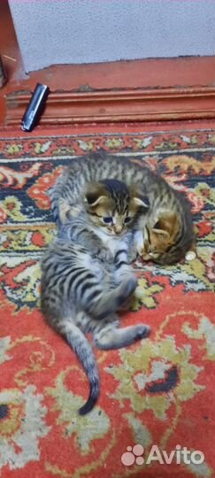 Кошка в добрые руки