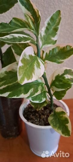 Педилантус комнатный