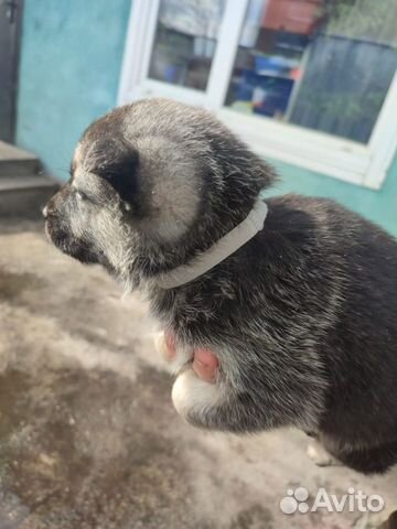Восточноевропейская овчарка щенки 1 месяц объявление продам
