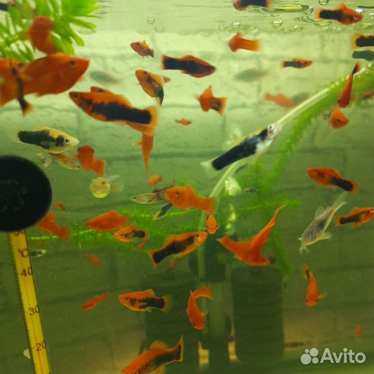 Аквариумные Рыбки