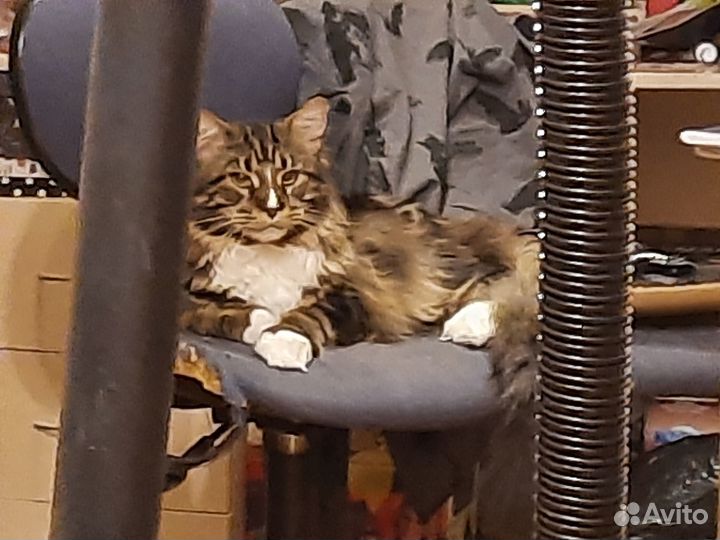 Кот Мейн-кун для вязки