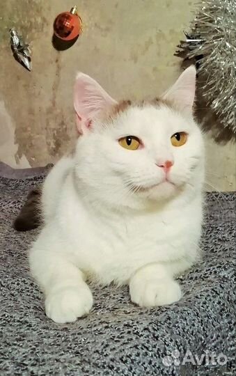 Аманда очень Вас ждёт