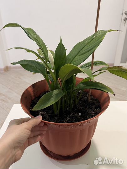 Спатифиллум