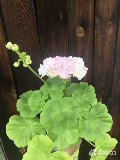 Пеларгония