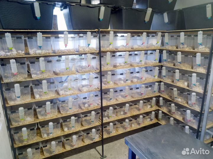 Кормовые мыши, крысы