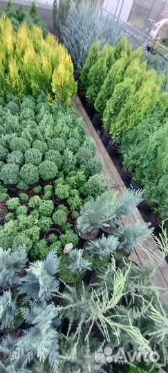 Хвойные растения саженцы