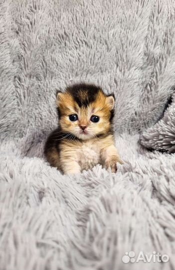 Шотландские котик