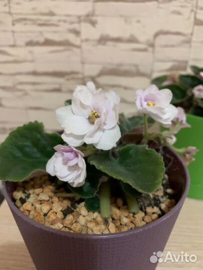 Фиалка сортовая