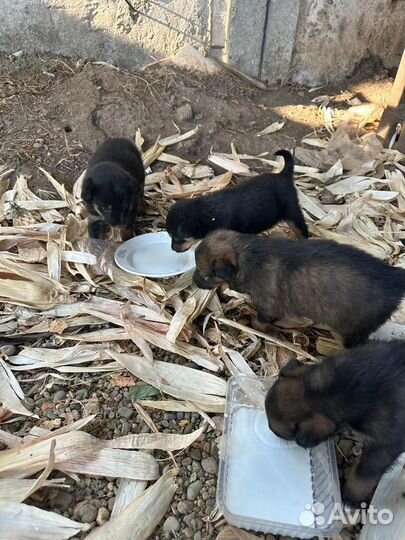 Щеночки в добрые руки