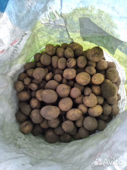 Картофель мелочь, на корм животным