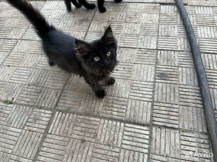 Котята бесплатно