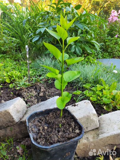 Саженцы персидской сирени махровой