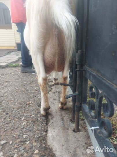 Зааненские козы дойные смесь с нубиийским