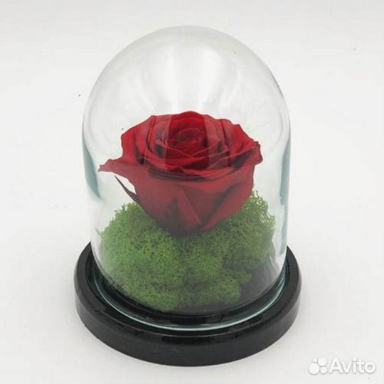 Роза в колбе. Живая
