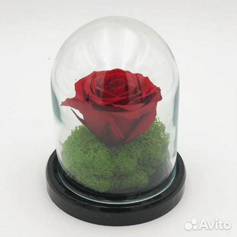 Роза в колбе. Живая