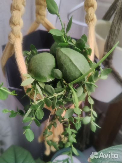 Дисхидии разные