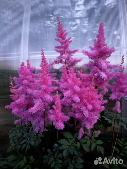 Спирея Голд флейм