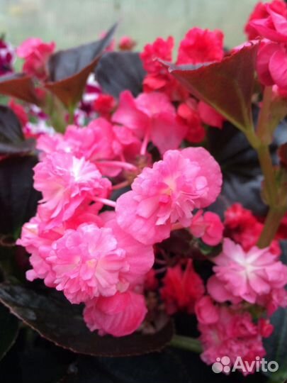 Бегонии, фиалки (сенполии)