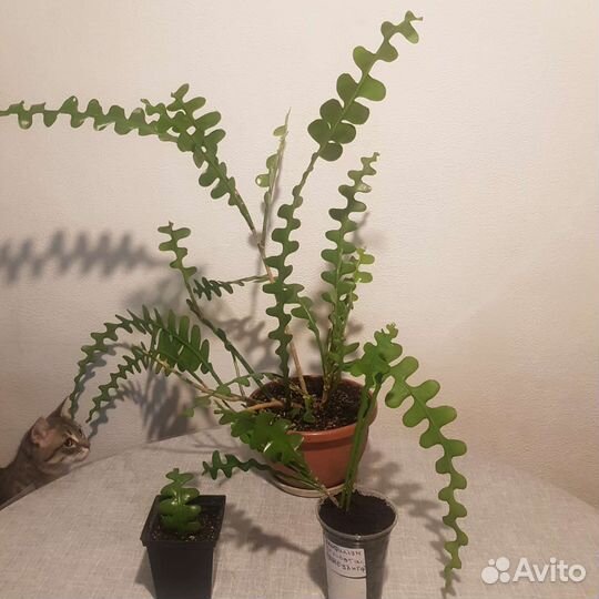 Дизокактус