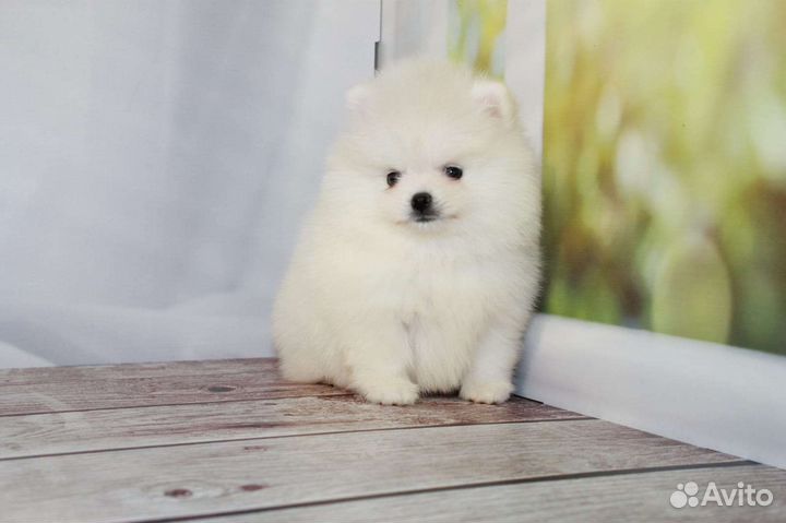 Померанский шпиц mini мальчики