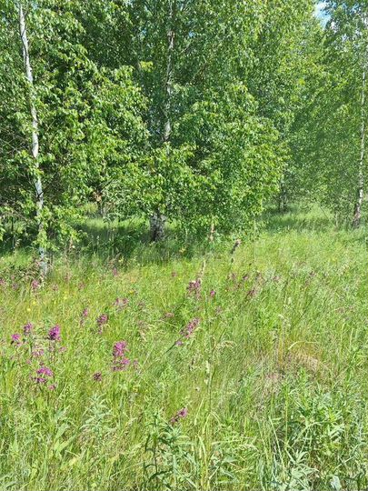 Участок 1,7 га (ИЖС)